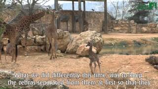Zoo Video Magazine No. 54 with English sub-titles