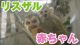 Squirrel Monkey Baby Born at Tokiwa Zoo [AnimalxAnimal] - YouTube