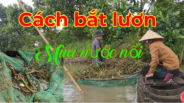 Súc mô lươn mùa nước nổi... cánh bắt lươn truyền thống từ thời xa xưa... Tèo Ngố TV.
