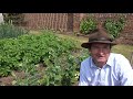 The walled Kitchen Garden - early June - see what's growing