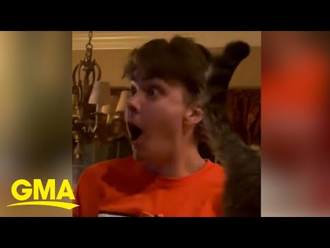 The story behind the viral video of brother mistaking pregnancy reveal for cat outfit | gma