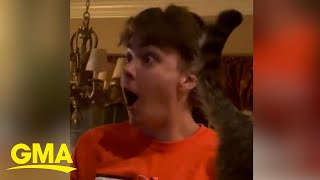 The story behind the viral video of brother mistaking pregnancy reveal for cat outfit | GMA