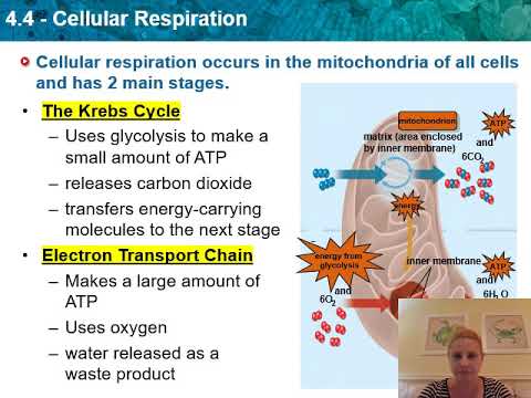 Notes Section 4.4 - Cellular Respiration - YouTube