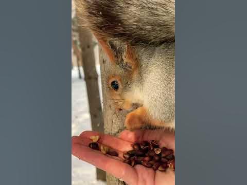 Две белки щелкают орешки🐿🐿 #белка - YouTube