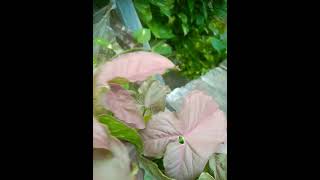 Kavi Pradeep ka song golden Era nice song ❤️💕🌹🌺💐🌺🌹💕❤️