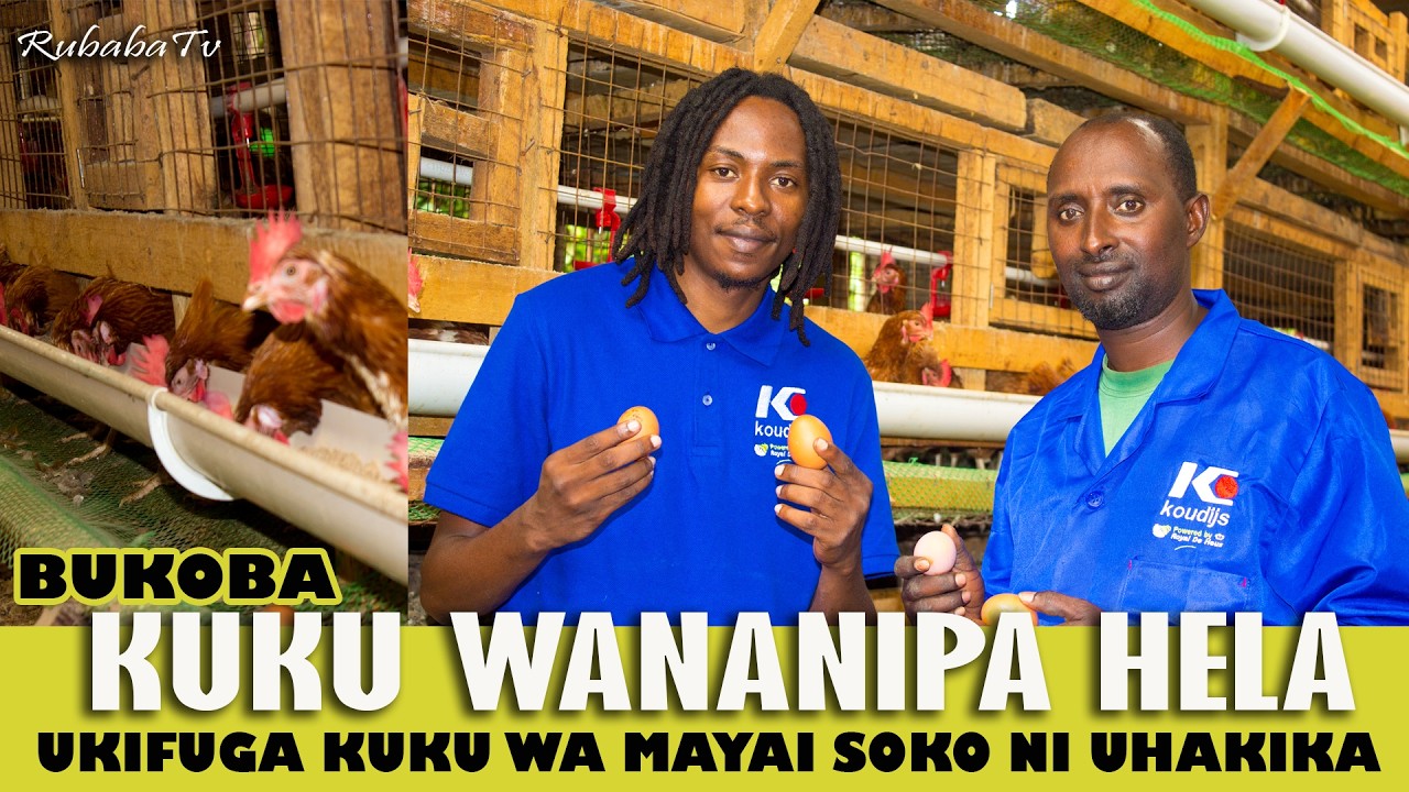 UFUGAJI WA KUKU UNANIPA HELA YA UHAKIKA ! NA SOKO LA MAYAI LIPO WAZI