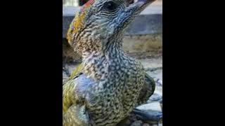 suara burung pelatuk speed rapat panjang cocok untuk masteran cendet