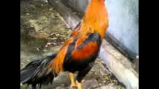 Ayam bangkok wiring kuning super