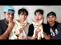 SURPRISING OUR TWIN BROTHERS WITH TWIN BABY FOXES!