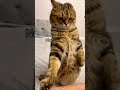 Don’t touch cats compilation #catsoftiktok #cats #fypusa🇺🇸tiktokusa