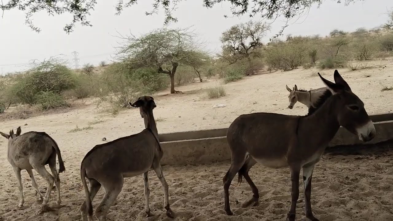 donkey is 