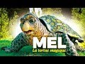 Mel la tortue magique  film complet jeunesse en franais