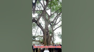 Chuyện lạ về cây thị khổng lồ nghìn năm tuổi được công nhận là cây di tích