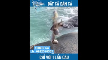 Lò xo lăng xê câu cá 100k/ 5 cái