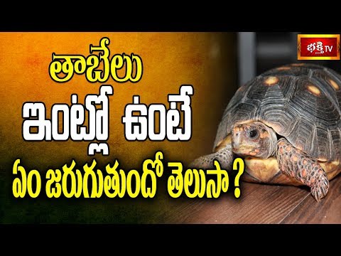 తాబేలు ఇంట్లో ఉంటే ఏం జరుగుతుందో తెలుసా? || Dharma Sandehalu || Bhakthi TV