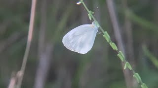 gray-veined white butterfly (Saitama Pref, Japan) July 29, 2022 - Shigu Scott シグ・スコット