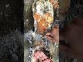 gold nest within a quartz vein #gold #goldrus #treasure #quartz #satisfying