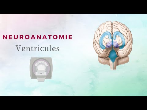 Vidéo: Fonction, Anatomie Et Diagramme Des Ventricules Latéraux - Cartes Corporelles