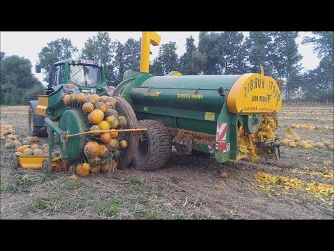Video: Si të korrni papajat – Metodat e korrjes së papajas