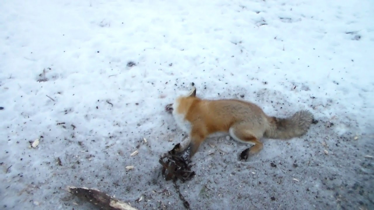 лиса охотится на мышей зимой. как ловят лис зимой видео. как ловят лис зимой видео. лиса ворует рыбу. как ловят лис зимой видео.