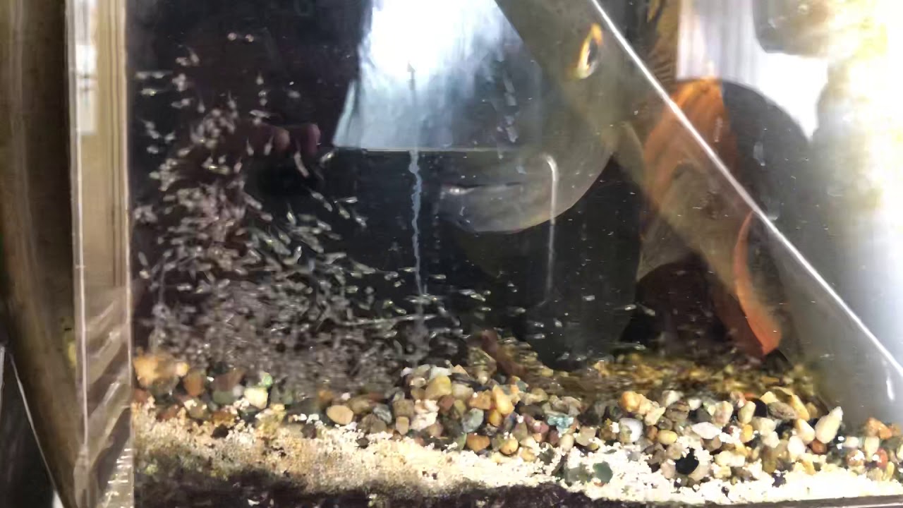 Amphilophus Flaveolus 