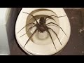 spider in my toilet.. (HELP)