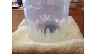 銀河通信社・透明結晶育成キット【ペロル】