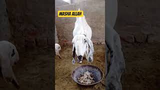 shok check kary or ma sha Allah b kah dia kary #goat #goatfarming #birds