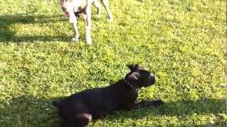Hera Playing With A Pit Bull