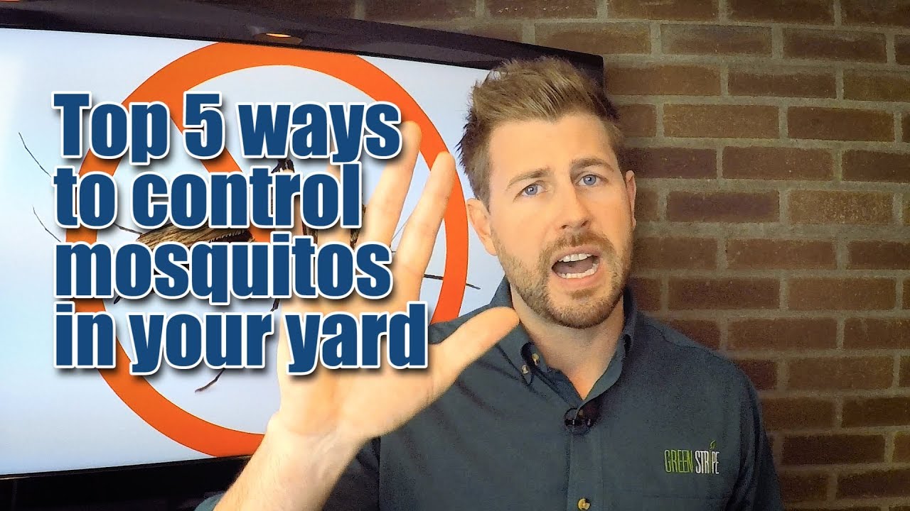 GreenStripe: How  to control mosquitos in your yard