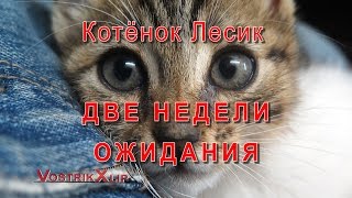 Котенок Лесик Две Недели Ожидания Котенок Лесик Две Недели Ожидания
