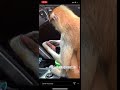 Viral monkeys in detroit caught stealing weed from corvette  shoot