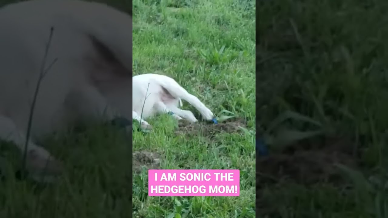 Dotty The Hedgehog !        