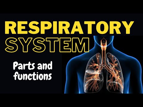 Parts and Functions of the respiratory system