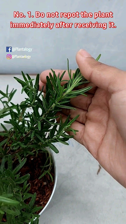 Why Rosemary Plants Die - Avoid These 4 Mistakes