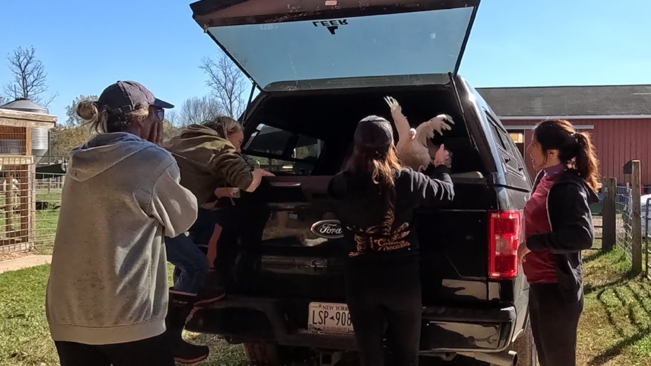 Coming Home to Sasha Farm: Chickens Rescued from Kaparrot