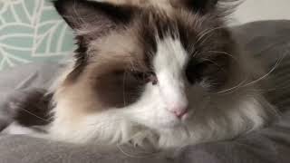 cat yawn by 巫女ねこ 74 views 2 months ago 1 minute, 56 seconds