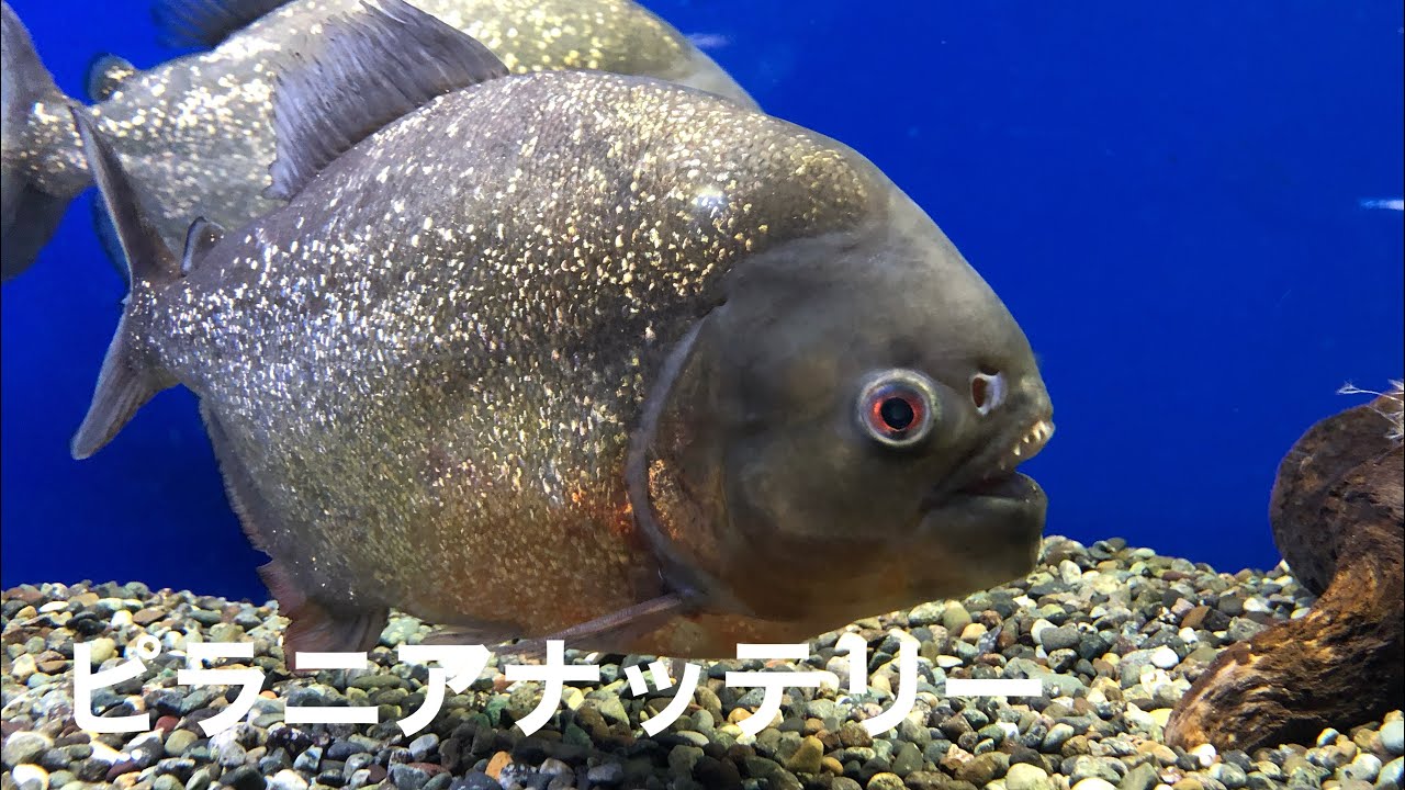 生き物紹介】ピラニアナッテリー - YouTube