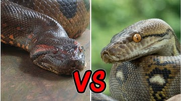 Anaconda VS Python