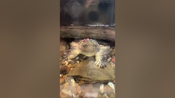 Bowser 17 lb Snapping Turtle