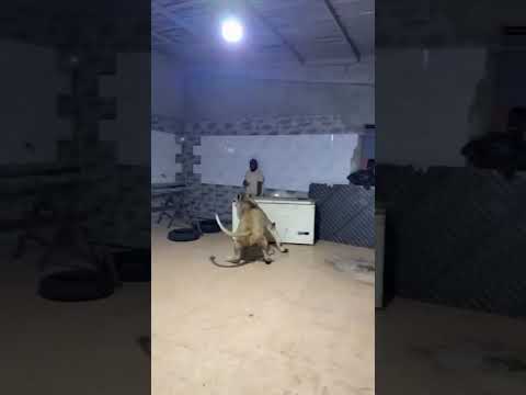 أسد يهاجم عمال مزرعة فى ليبيا وسلطات طرابلس تحقق فيديو