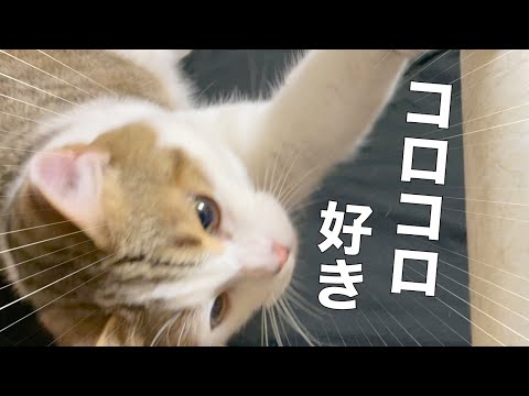 好きすぎてコロコロに吸い寄せられる毛玉君がこちら。