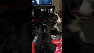 Funny Dog Videos | Bernese Mountain Dog Videos | Bernese Mountain Dog Puppy