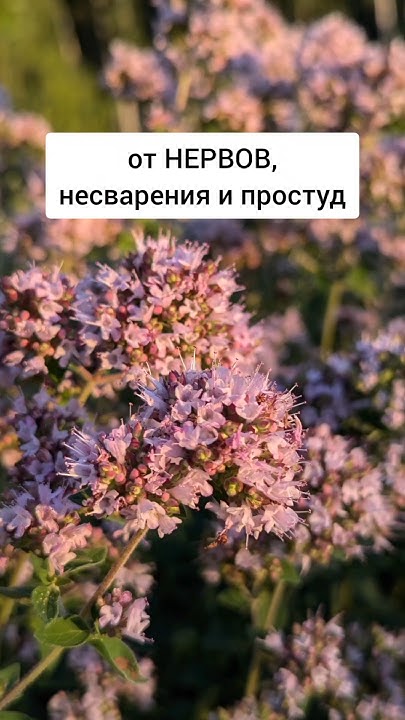 Душица - от нервов, несварения и простуд #лекарственныетравы #травы # ...