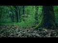 Forest RAIN SOUNDS | 8 Hours Sound of Rain in the Forest and Birds Chirping | May Rainfall for Sleep