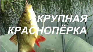 89 Крупная Осенняя Краснопёрка На Удочку. Секреты Ловли // Russia Volga  Fishing Line