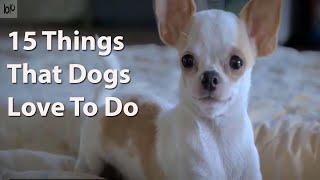 15 Proven Things Dogs Love To Do in 2021 by Samantha's Animal Facts 1,127 views 3 years ago 6 minutes, 40 seconds