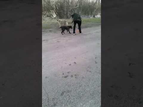 Помощь животным во время наводнения - 1