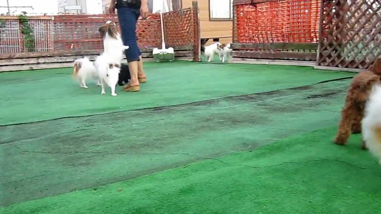 函館市ブリーダーの子犬販売：ドックランの様子 YouTube