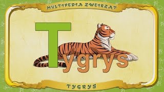Multipedia Zwierząt. Litera T - Tygrys